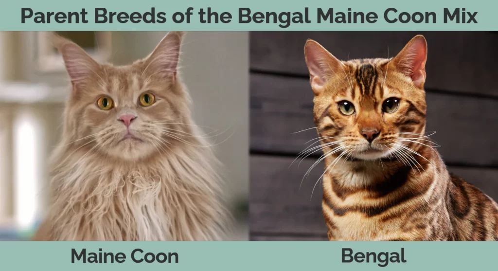 Parent breeds of the Bengal Maine Coon Mix
