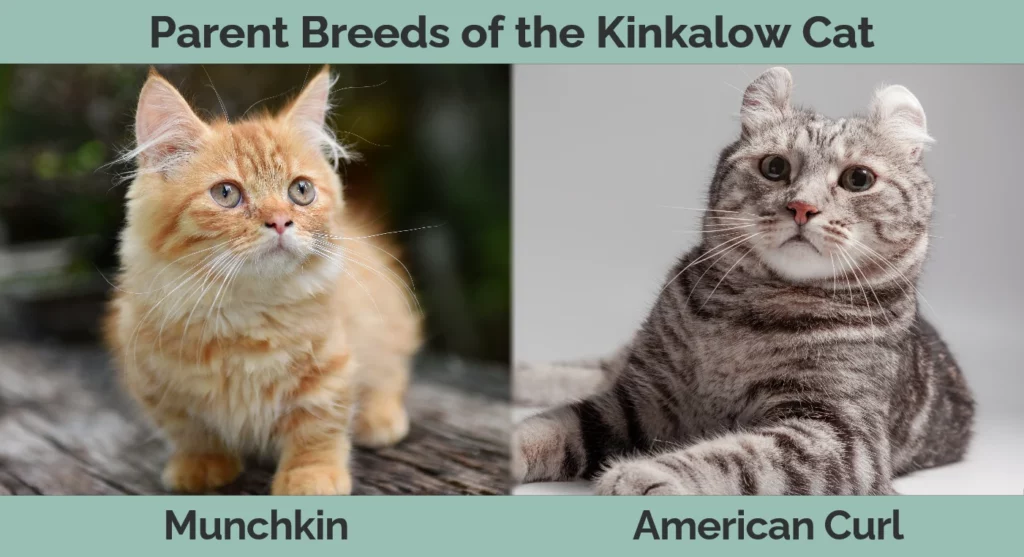 Parent breeds of the Kinkalow Cat