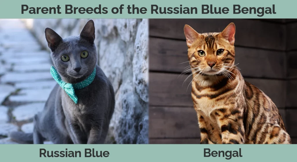 Parent breeds of the Russian Blue Bengal