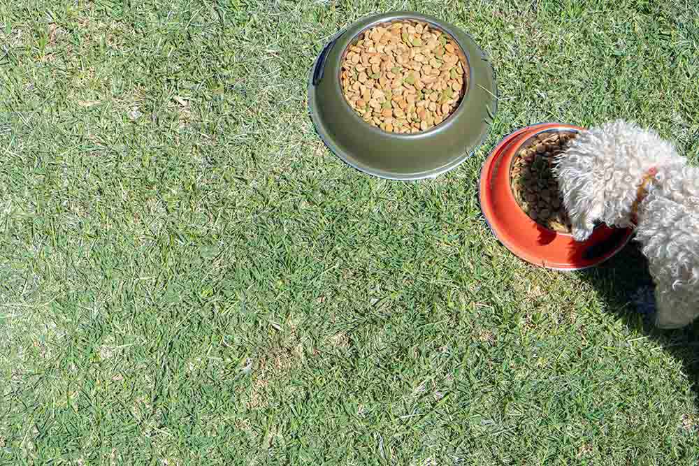 A Poodle dog eating from a food dish in the garden