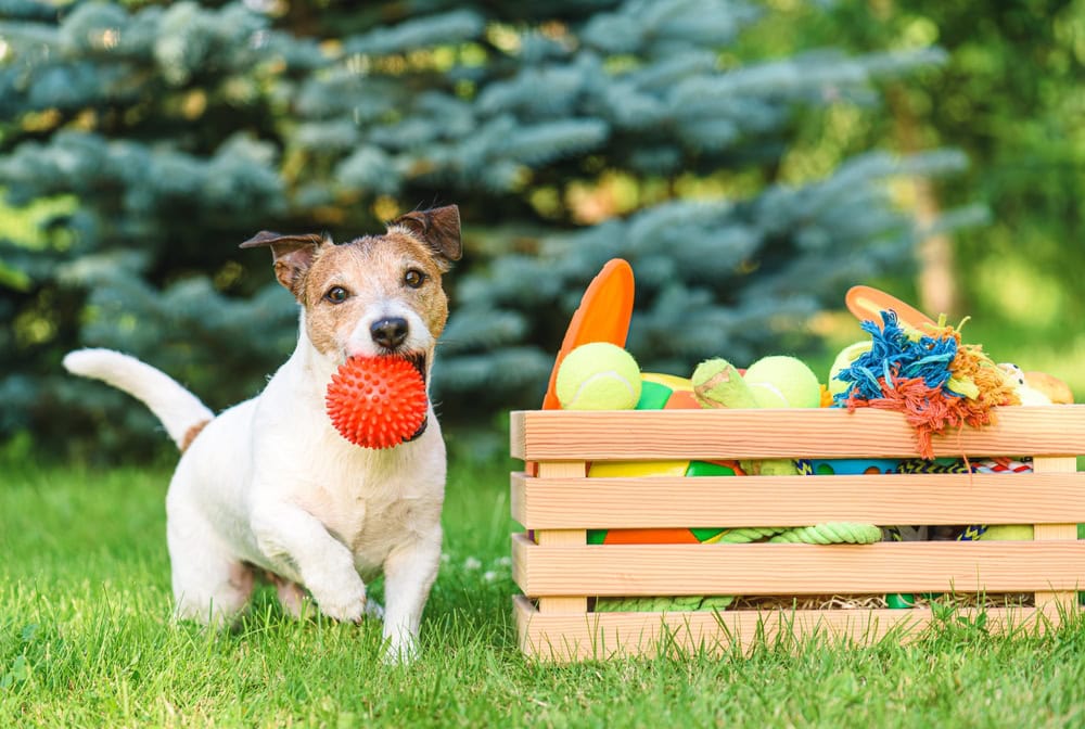 Puppy with a crateful of toys for mental stimulation