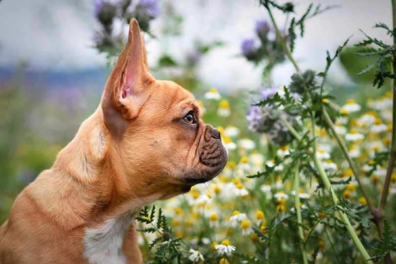 Side profile view of red fawn French Bulldog