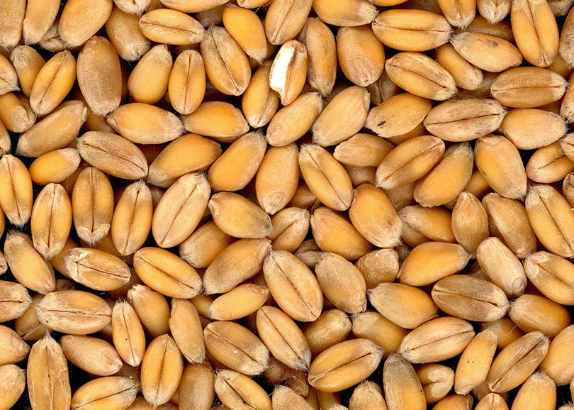 Whole Wheat