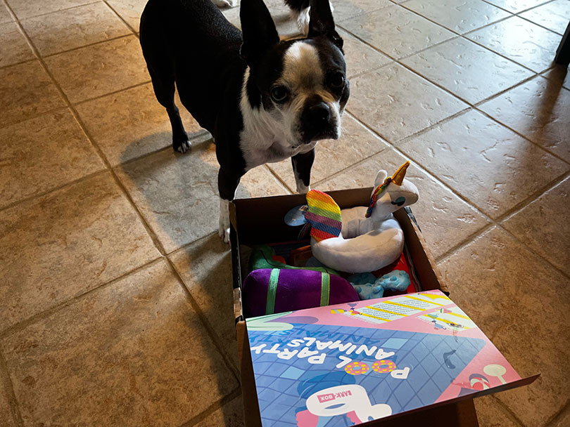 a dog standing next to an opened barkbox pool party animals box