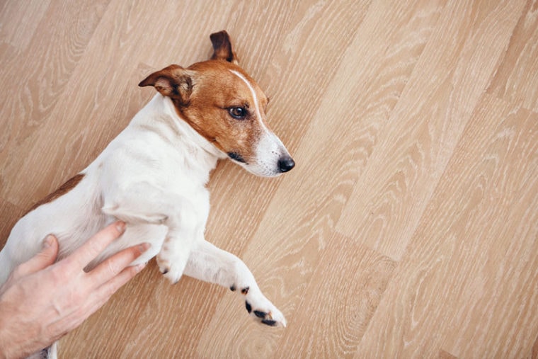Why Is My Dog's Stomach Hard? 5 Vet Approved Reasons | Hepper Pet Resources