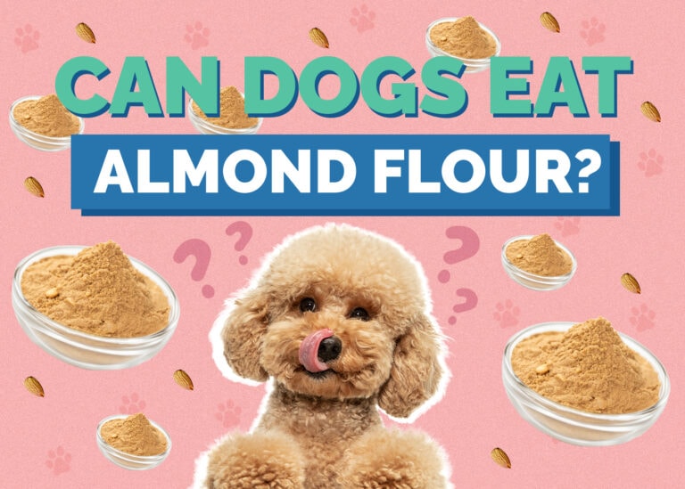 View of Can Dogs Have Almond Milk? Vet-Reviewed Risks, Facts & Tips | Hepper ...
