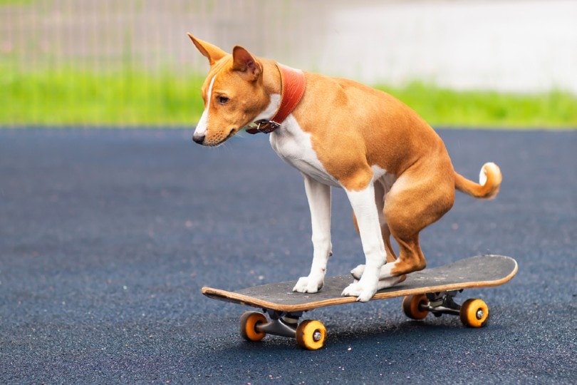 an African Basenji dog skateboarding
