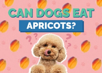 Can Dogs Eat Apricots? Vet-Approved Nutrition Facts Hepper Pet Resources