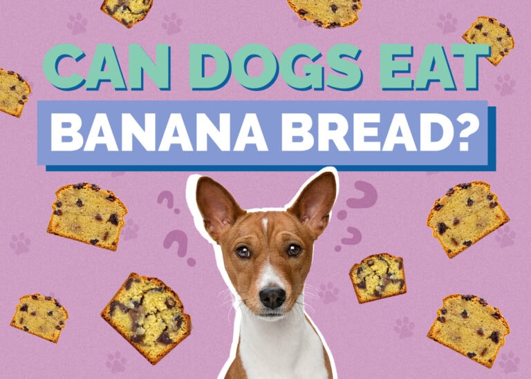 View of Can Dogs Eat Banana Bread? Nutirition Facts & Safety Guide | Hepper Pet ...