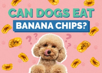 Can Dogs Eat Banana Chips? Nutrition Facts & Safety Guide Hepper Pet
