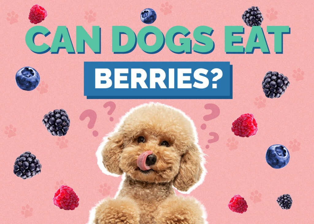 Can Dog Eat berries