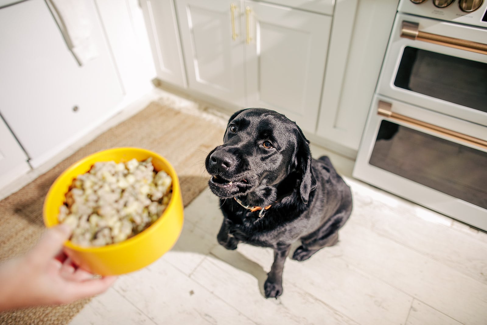 black labrador ready to eat a bowl of nom nom dog food