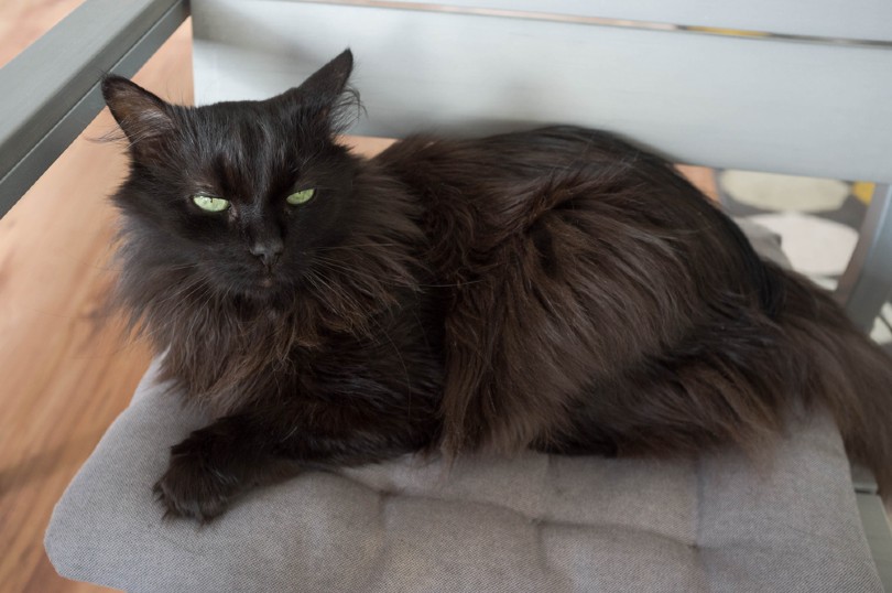 black Turkish Angora cat laying over a chair