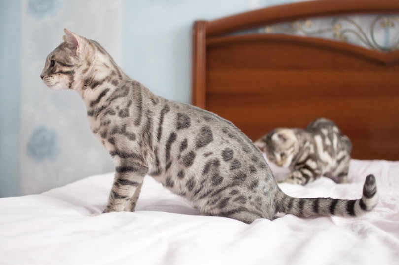 blue spotted bengal cat on the bed