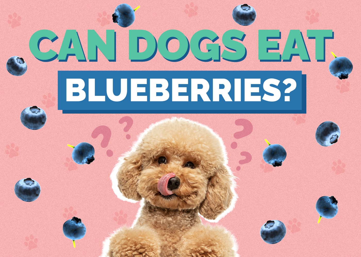 Can Dog Eat blueberries