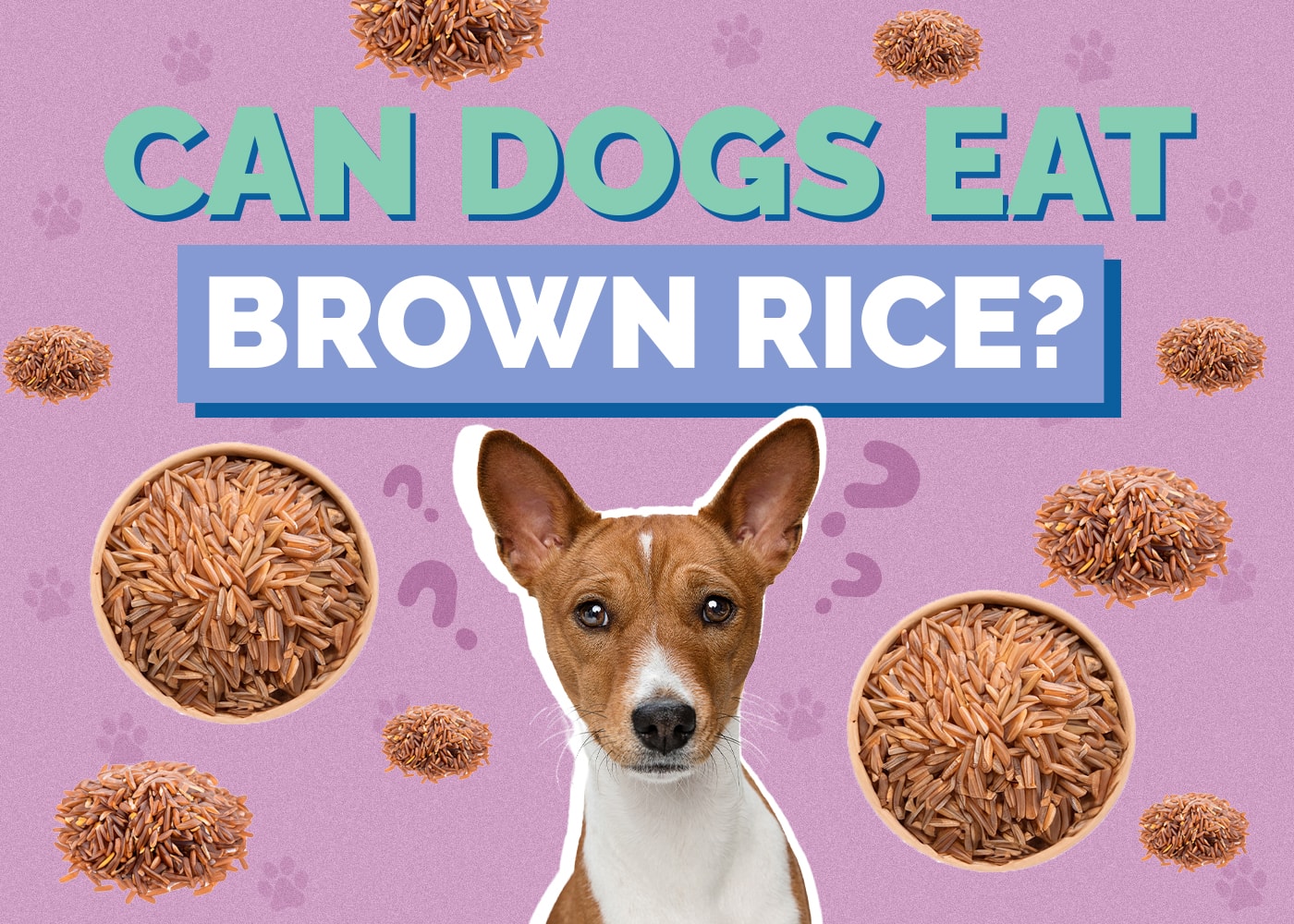 Can Dog Eat brown-rice