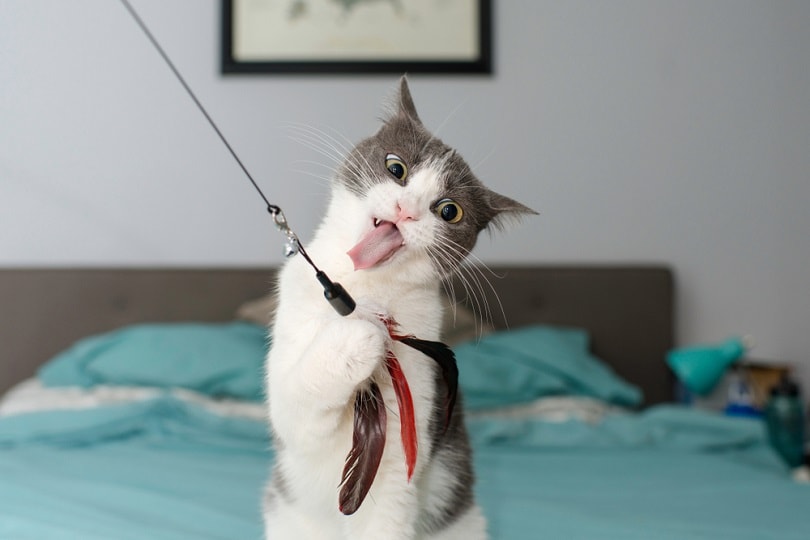 cat making crazy face while playing