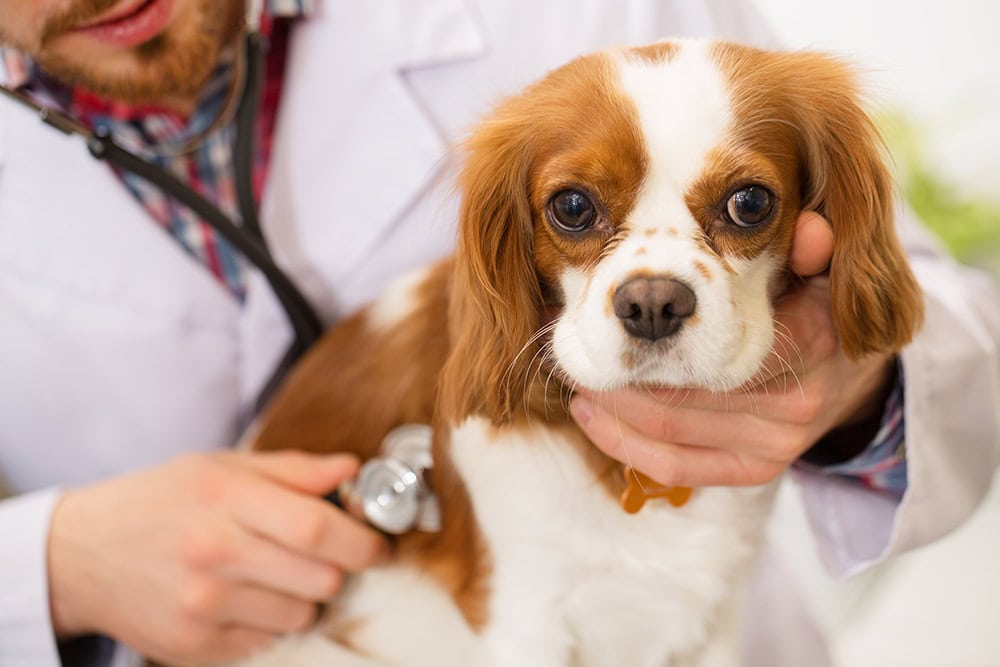 cavalier king charles spaniel dog getting examined