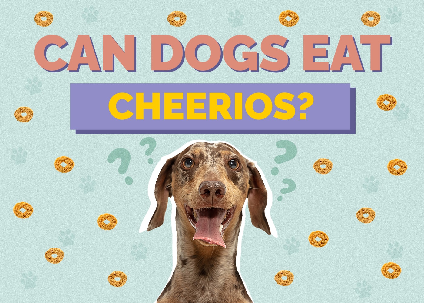 Can Dog Eat cheerios