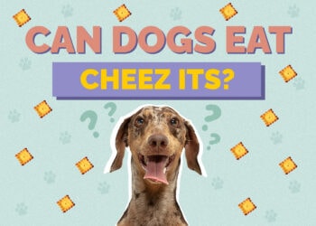 Can Dogs Eat Cheez-Its? Vet-Approved Health & Safety Facts Hepper Pet