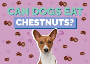Can Dogs Eat Chestnuts? Vet-Approved Safety Facts & FAQ Hepper Pet