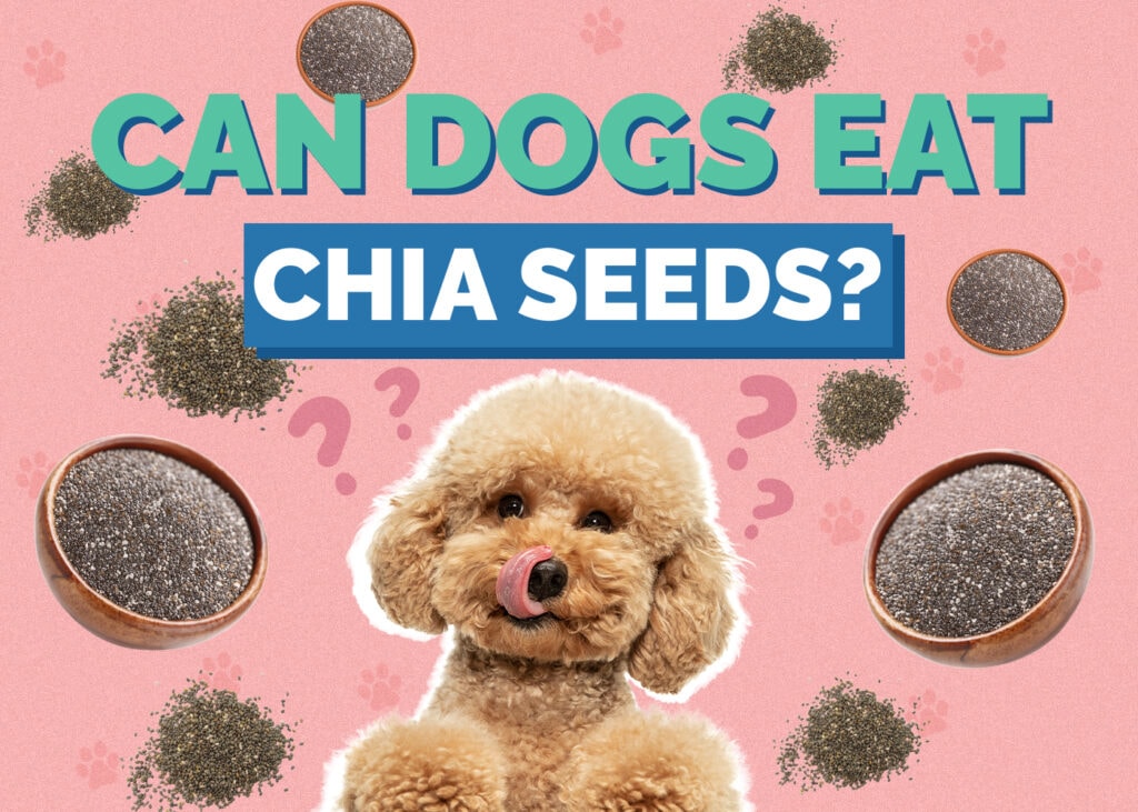 Can Dog Eat chia-seeds