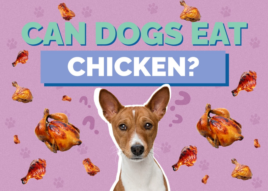 Can Dog Eat chicken