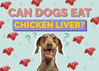 Can Dogs Eat Chicken Liver? Vet-Reviewed Facts & FAQ Hepper Pet Resources