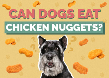 Can Dogs Eat Chicken Nuggets? Vet-Verified Nutrition Facts & Safety