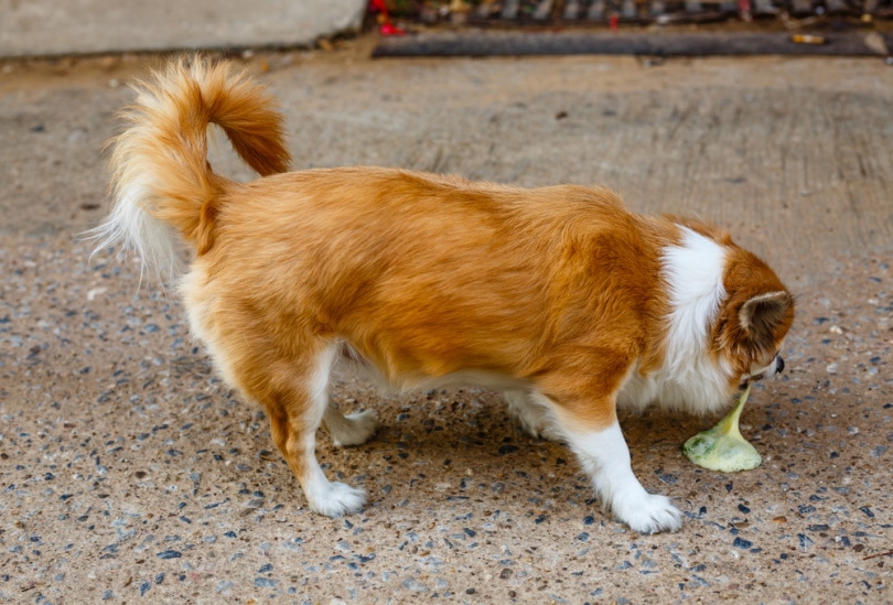 chihuahua vomiting
