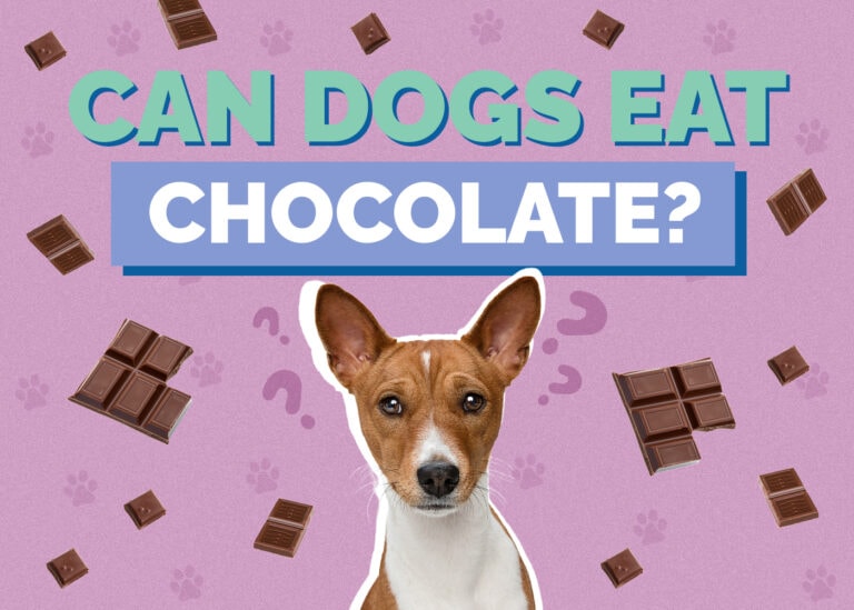 Curated visual reference: Picture Idea: Can Dogs Eat Chocolate Toxicity Signs What To Do Vet