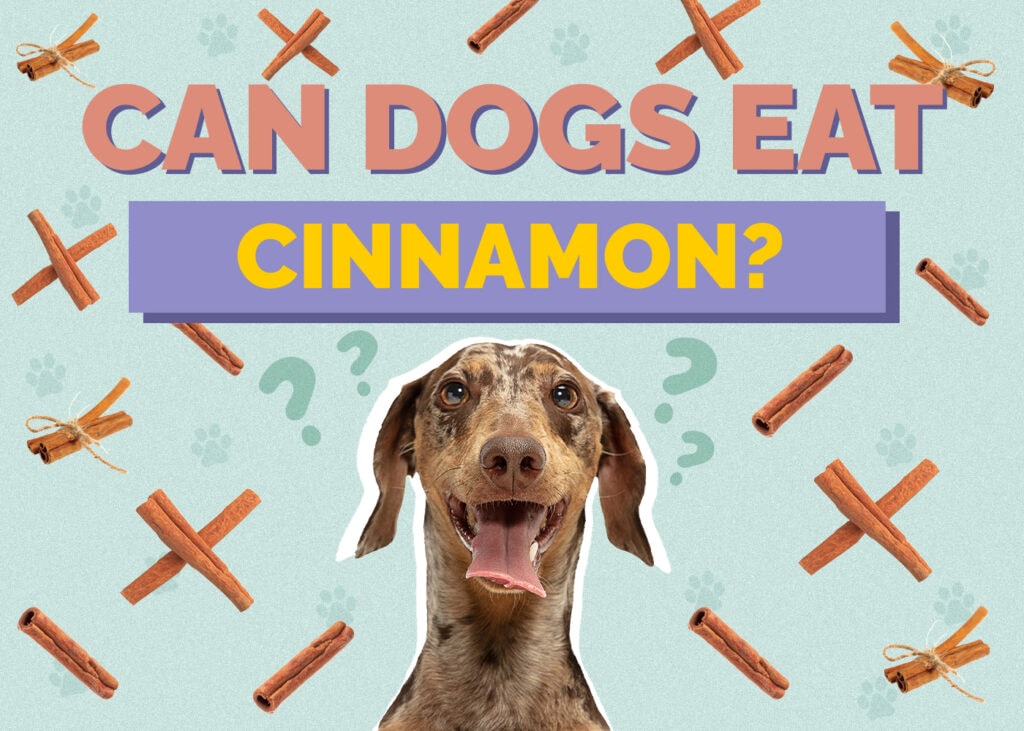 Can Dog Eat cinnamon