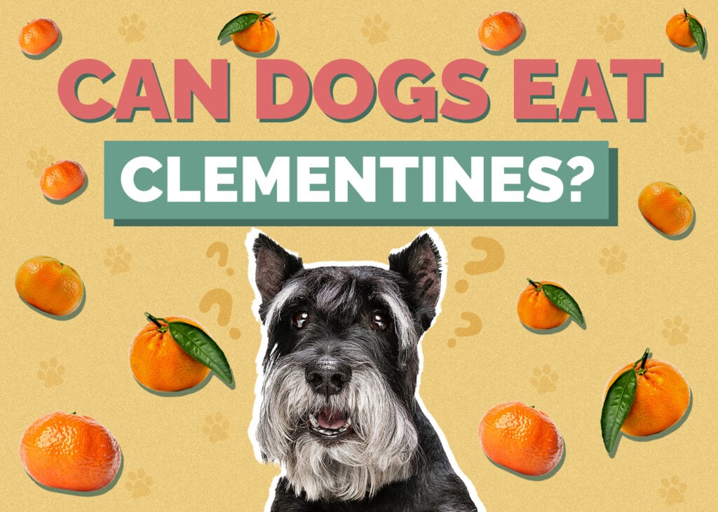 Can Dog Eat clementines