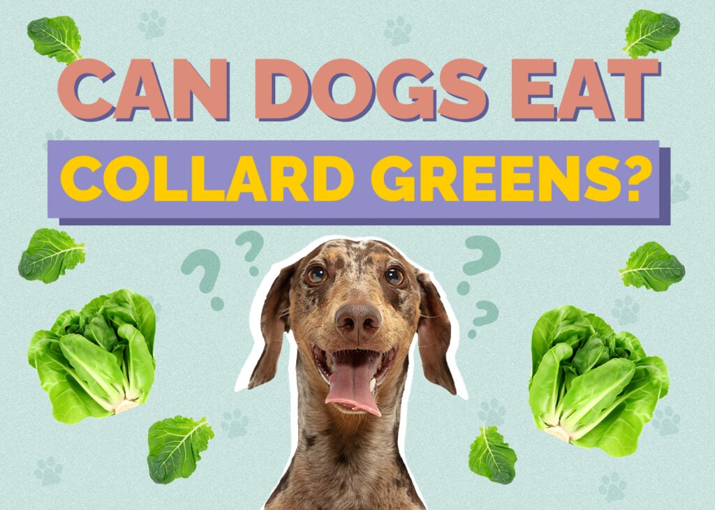 Can Dog Eat collard-greens