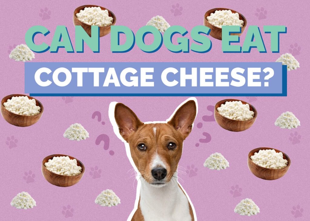 Can Dog Eat cottage-cheese