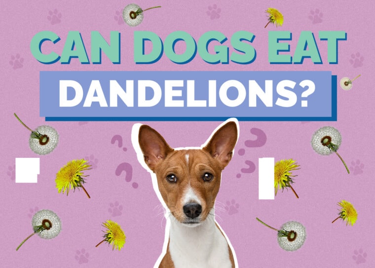 Curated visual reference: Picture Idea: Can Dogs Eat Dandelions Vet Verified Facts Info