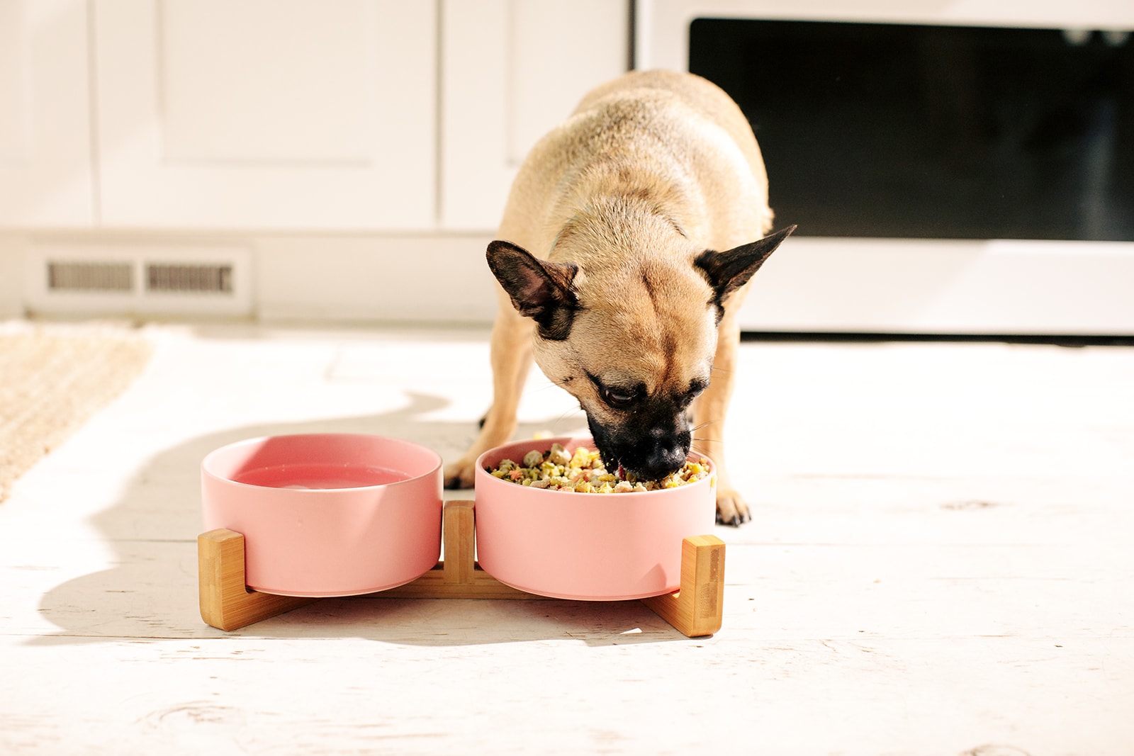 dog eating nom nom dog food in an elevated bowl