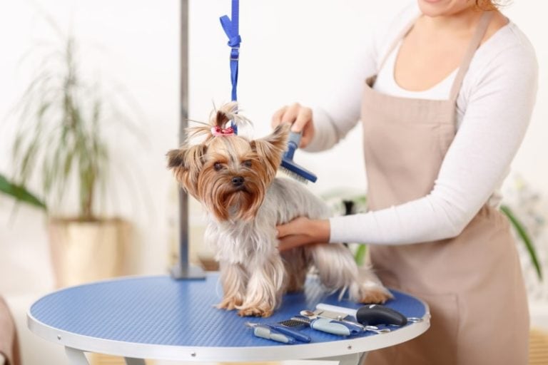 Photo inspiration: Professional Full Service Dog Grooming Costs Reference: What Is The Cost Of Dog Grooming In Australia 2026