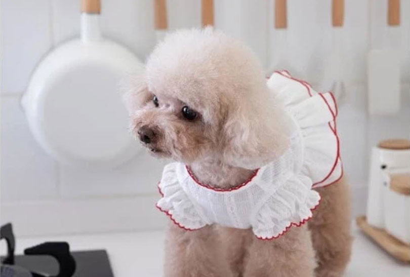 dog in a white costume