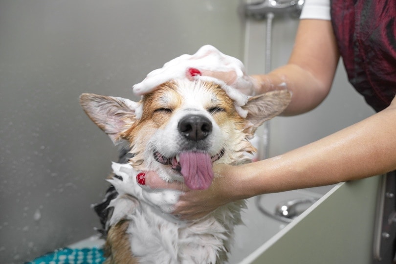 dog-taking-a-bath
