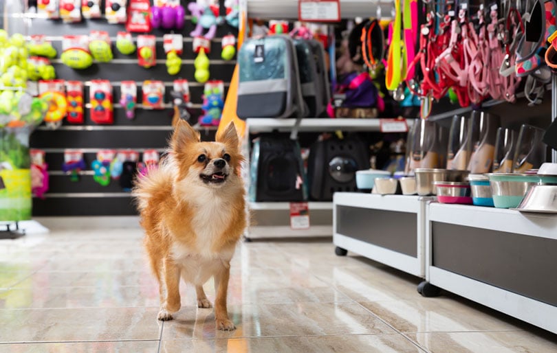 dog walking in pet shop with background of shelves with dog accessories and toys