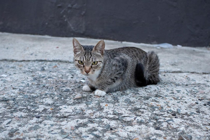 feral cat lying on the street