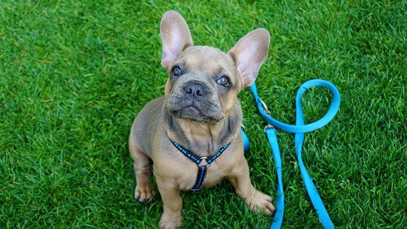 french bulldog on a harness sitting beside a leash