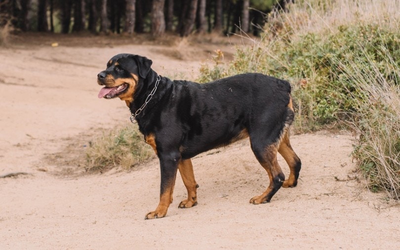 german-rottweiler