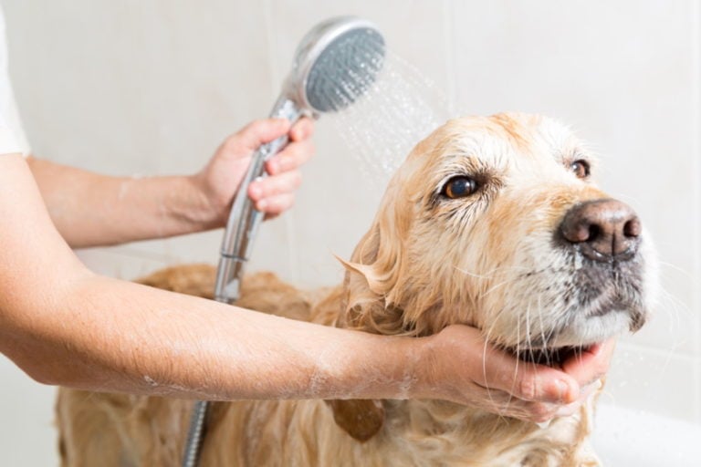 Can You Use Head & Shoulders on Dogs? Vet-Reviewed Safety & Risks