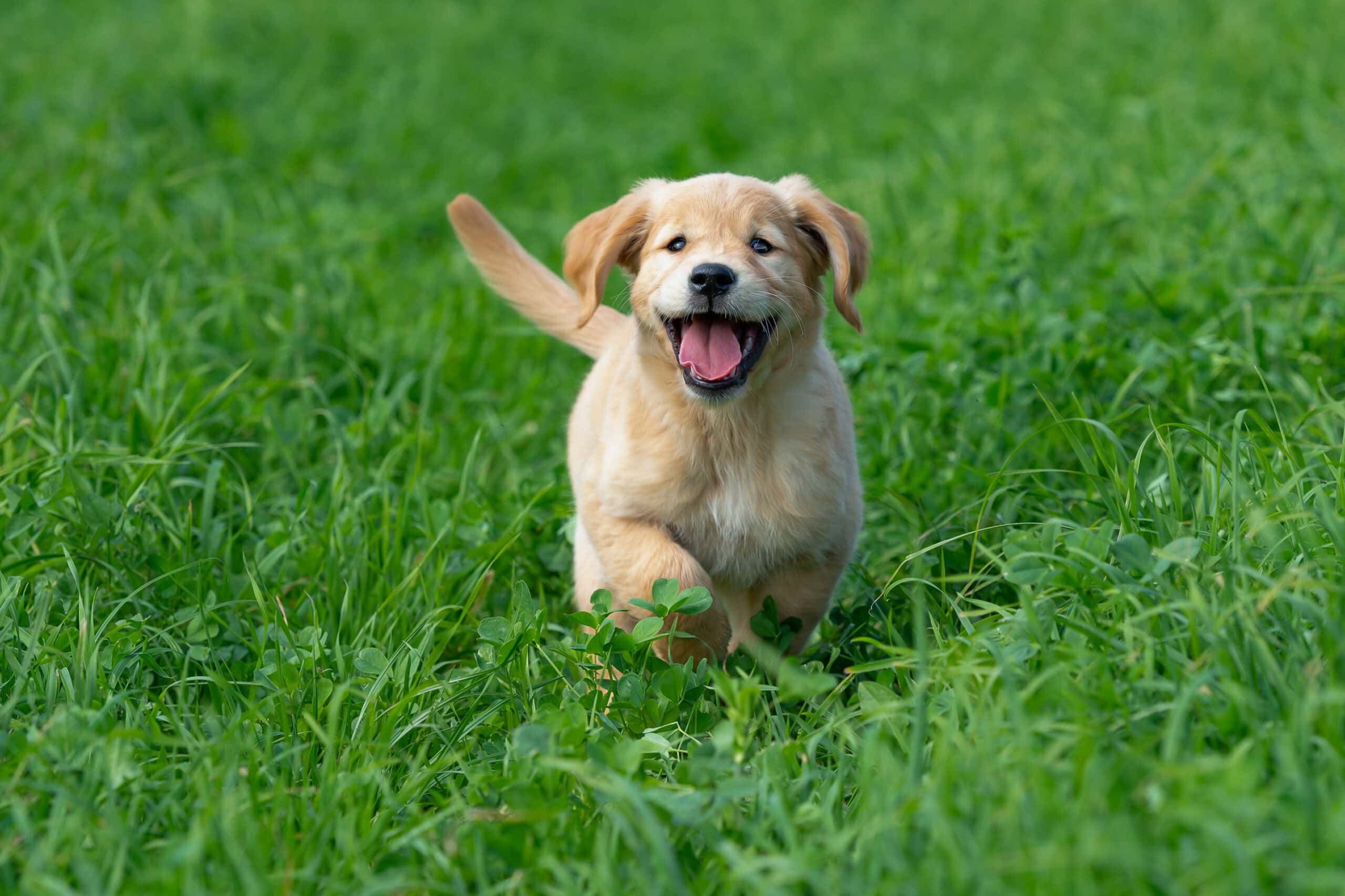 golden retriever puppy