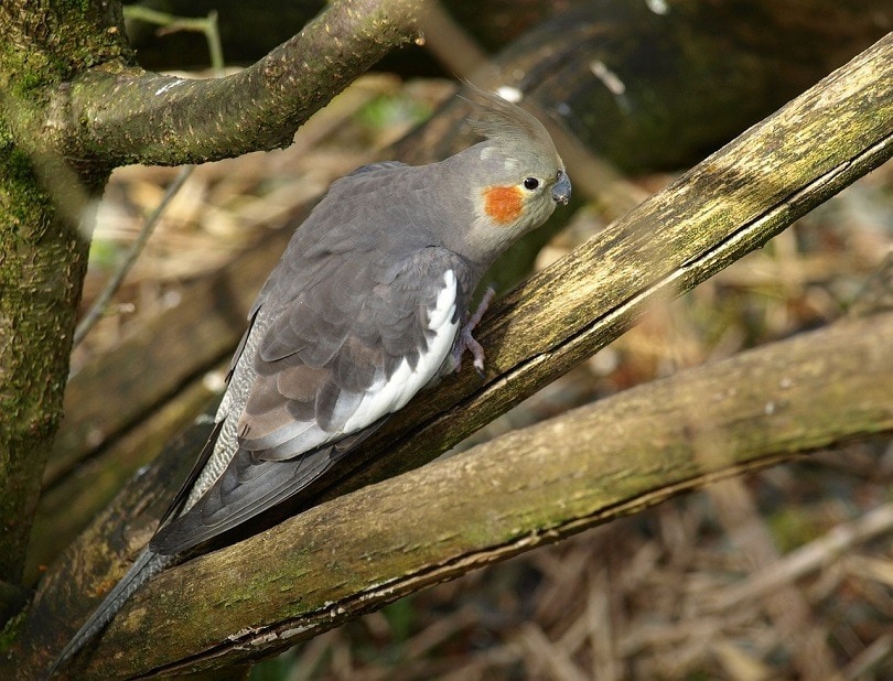 Gray Cockatiel