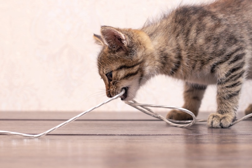 kitten biting wire
