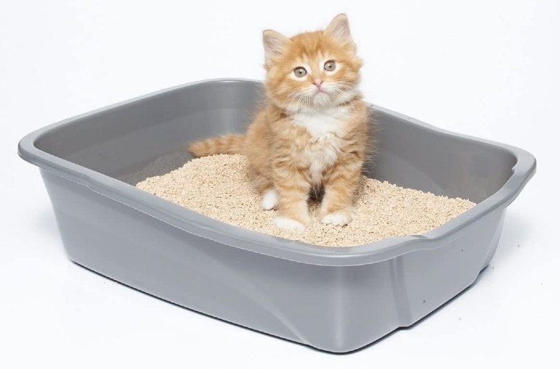 kitten-on-wheat-based-cat-litter