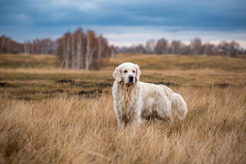 labrador retriever dog standing on long grasses